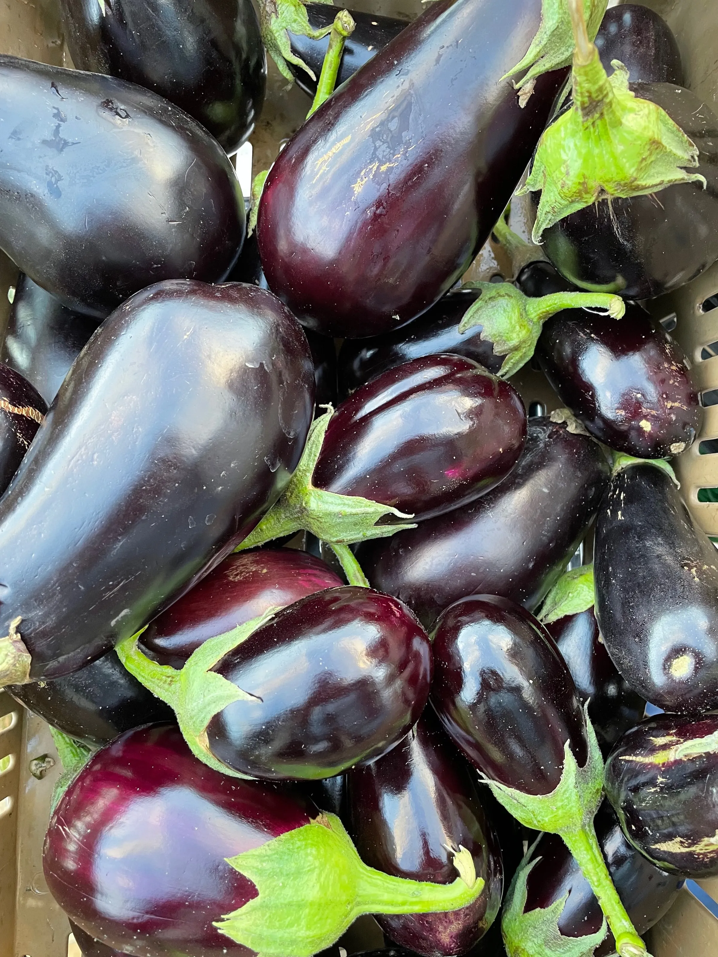 A crate of glossy dark purple eggplants with bright green calyxes.