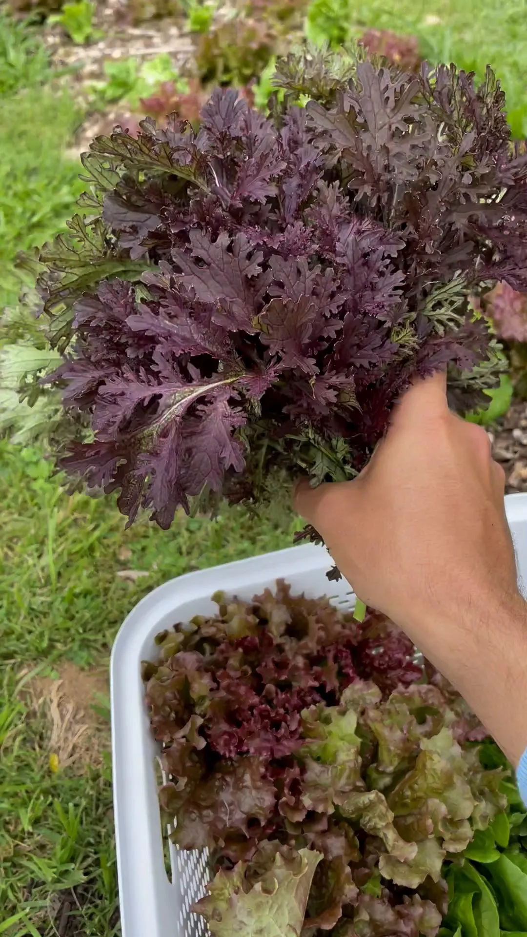 Hands cutting frilled red and green lettuces and laying them into a white harvest tub.