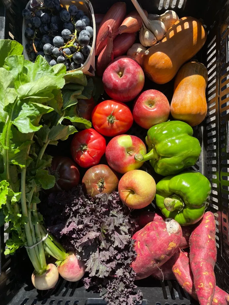 A black crate seen from above, packed with purple kale, red apples, heirloom tomatoes, green peppers, butternut squash, sweet potatoes, a basket of grapes, shallots, garlic and a bunch of turnips.