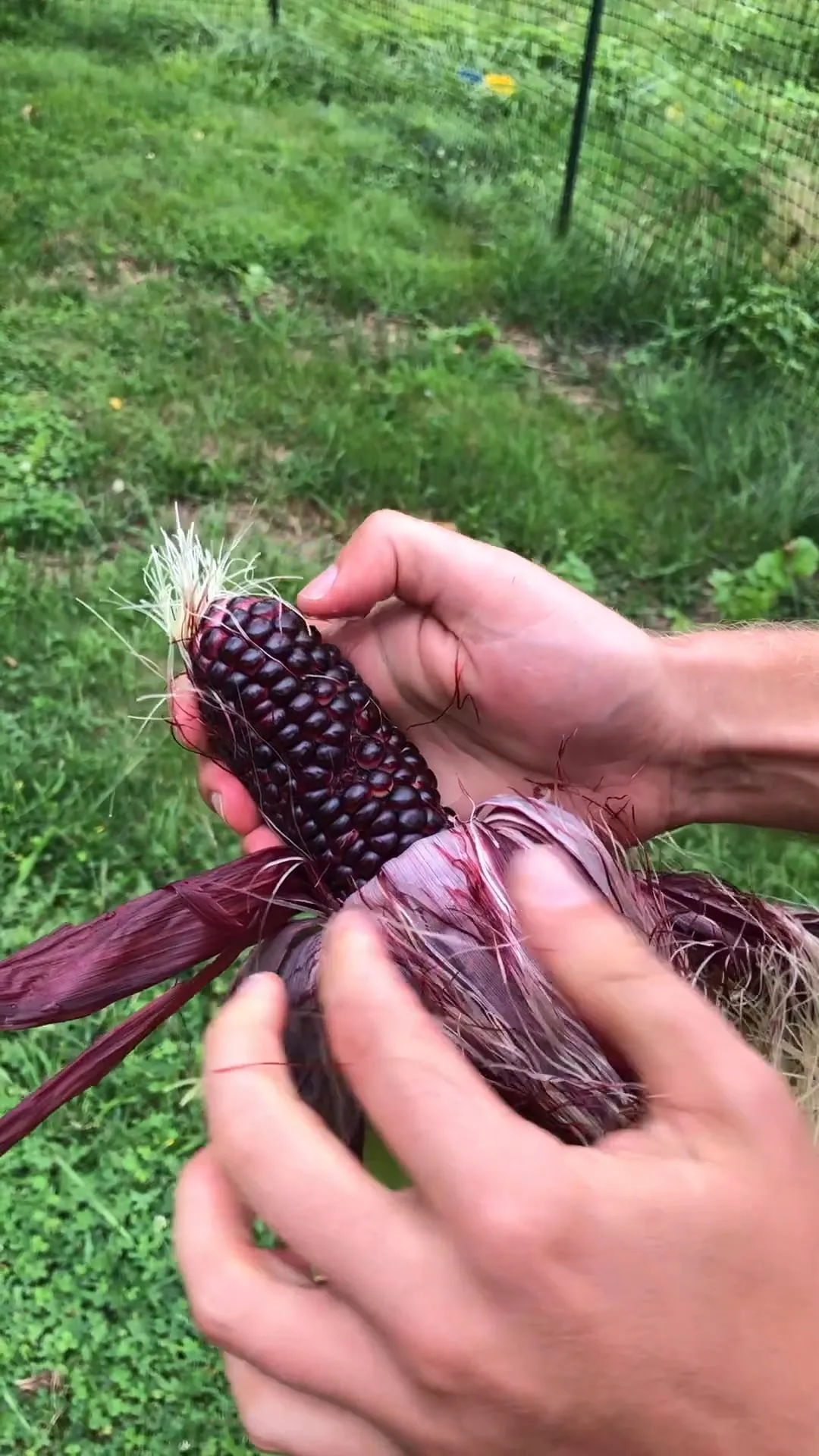 Two hands holding an ear of corn with deep magenta and purple kernels, husk peeled back.