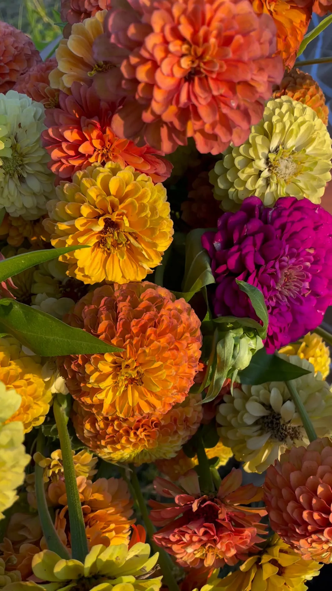 Densely packed zinnia blooms in orange, red, gold and magenta.